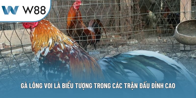 Chiến kê có những đặc điểm khác biệt