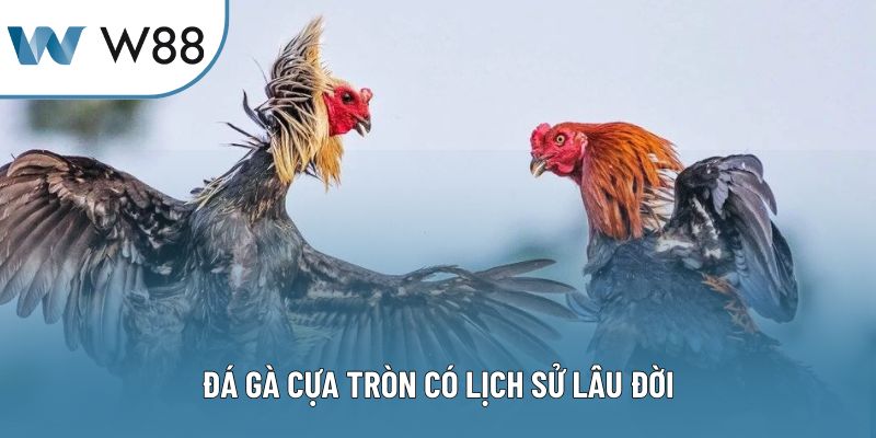Đá gà cựa tròn có lịch sử lâu đời