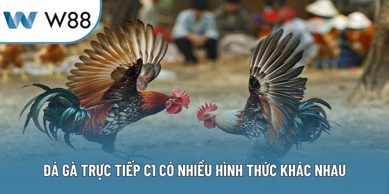 Đá gà trực tiếp C1 có nhiều hình thức khác nhau