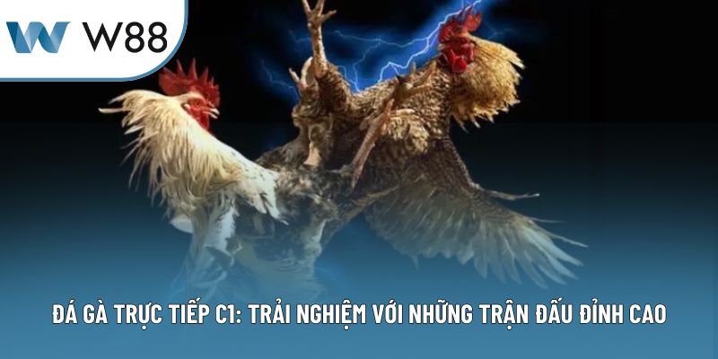 Đá Gà Trực Tiếp C1: Trải Nghiệm Những Trận Đấu Đỉnh Cao