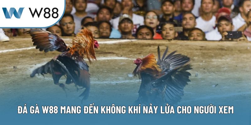Đá gà W88 mang đến không khí nảy lửa cho người xem