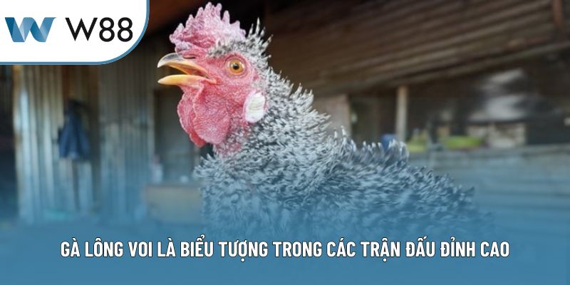 Gà lông voi là biểu tượng trong các trận đấu đỉnh cao