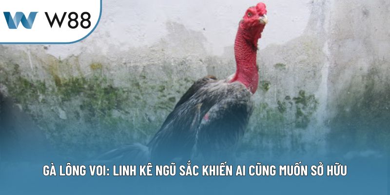 Gà Lông Voi: Linh Kê Ngũ Sắc Khiến Ai Cũng Muốn Sở Hữu