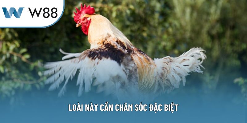 Loài này cần chăm sóc đặc biệt