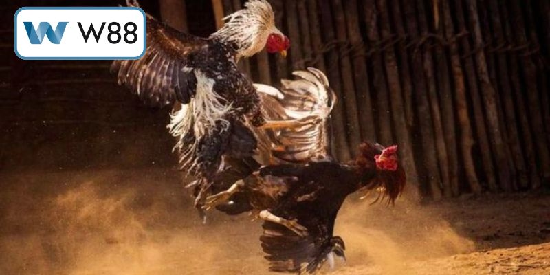 Hiểu rõ bản chất sân chơi đá gà Thomo chuyên nghiệp