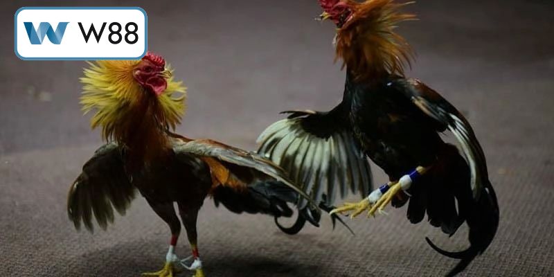 Phương pháp đặt cược thông minh giúp mang lại thắng lợi