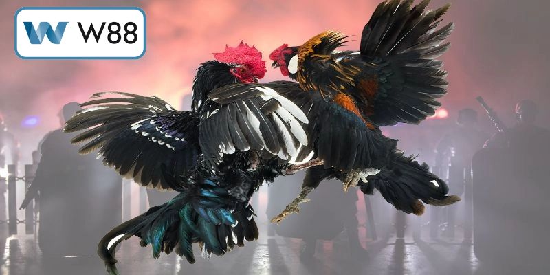 Sức quyến rũ từ các màn so tài kê chiến đỉnh cao